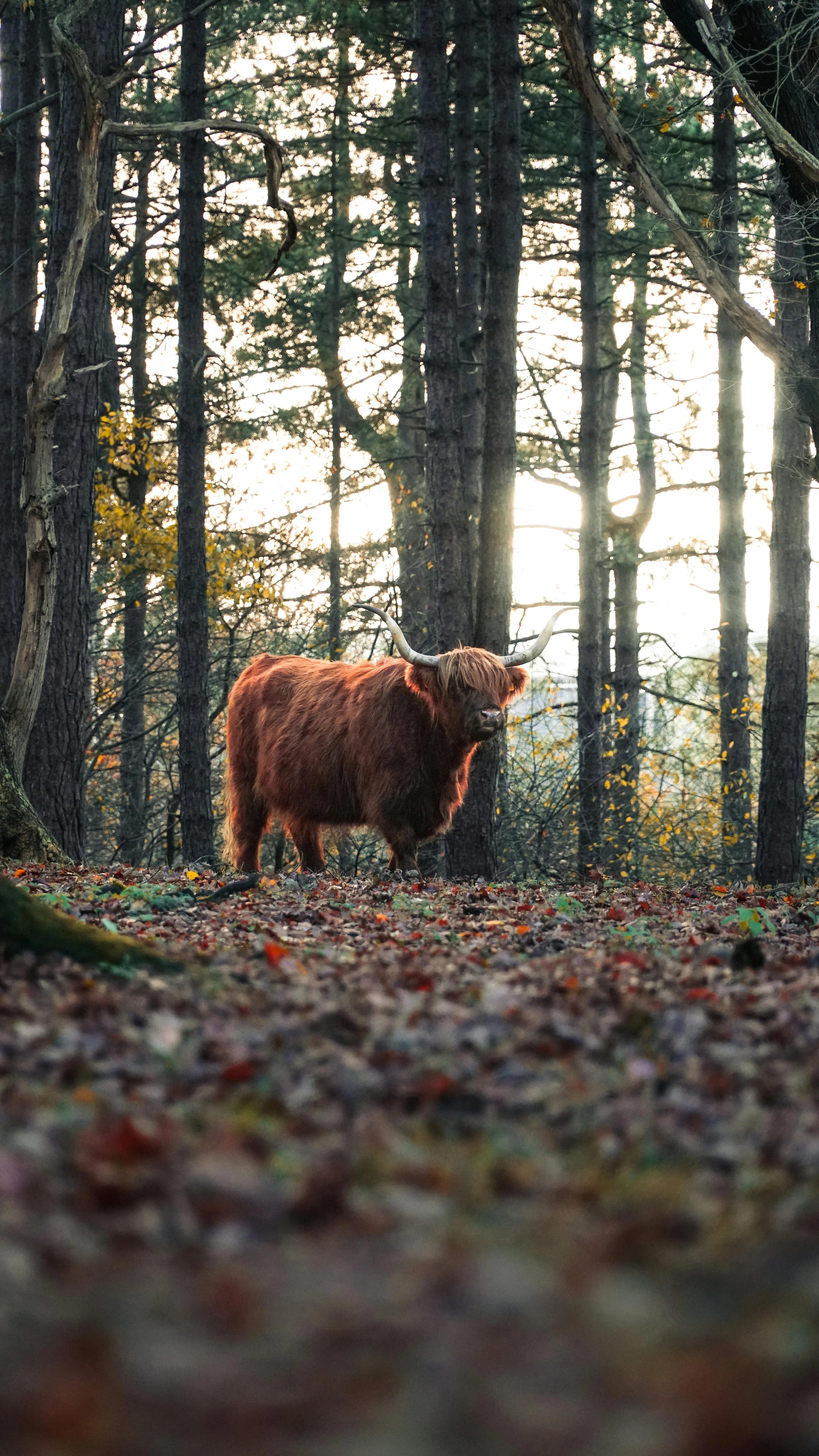 Highland cow in the Scottish Highlands