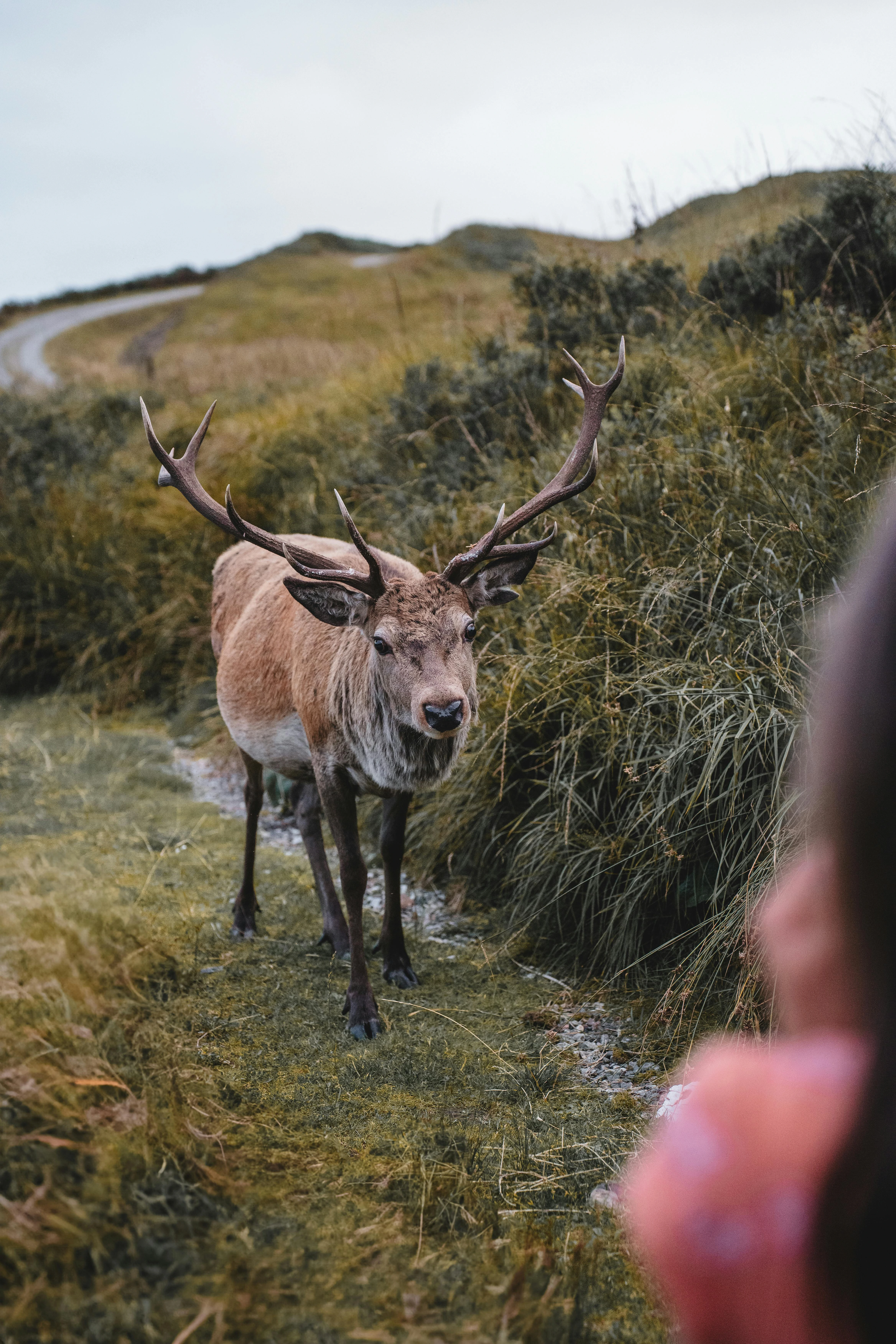 Wild Deer in the Highlands