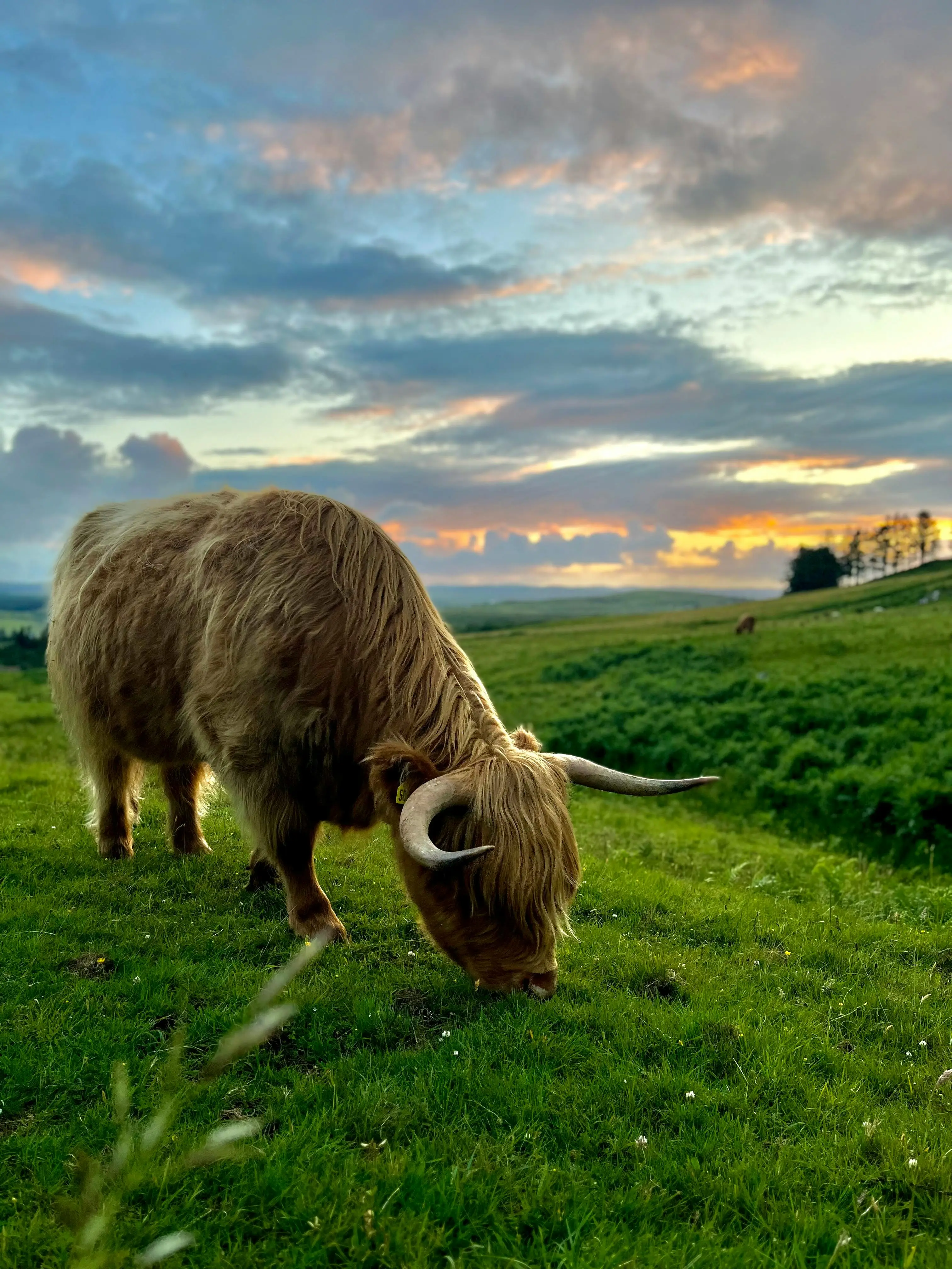 Highland Cow