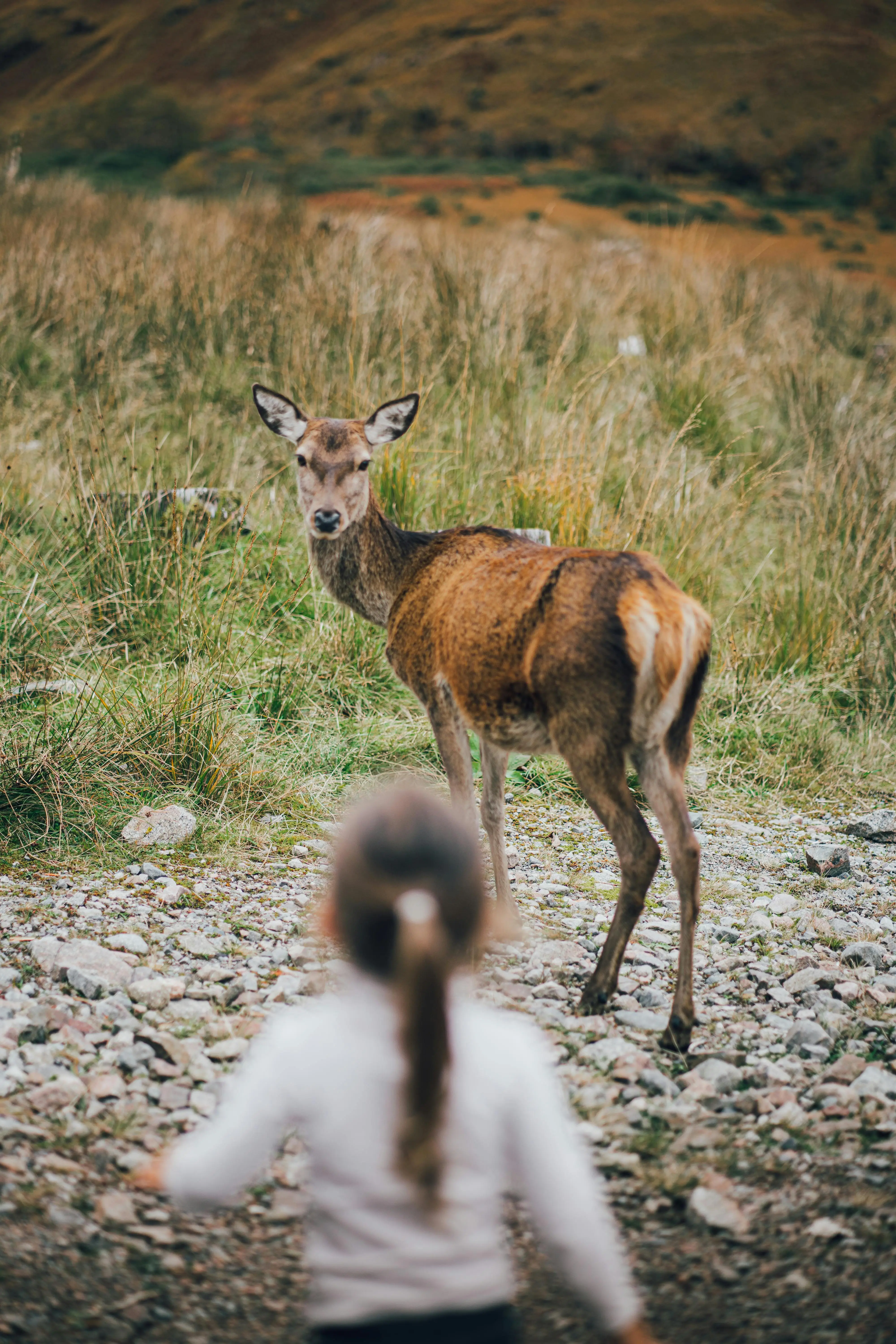 Highland deer in Scotland